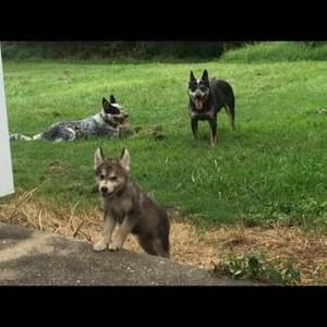 Meet your Posher, Tom